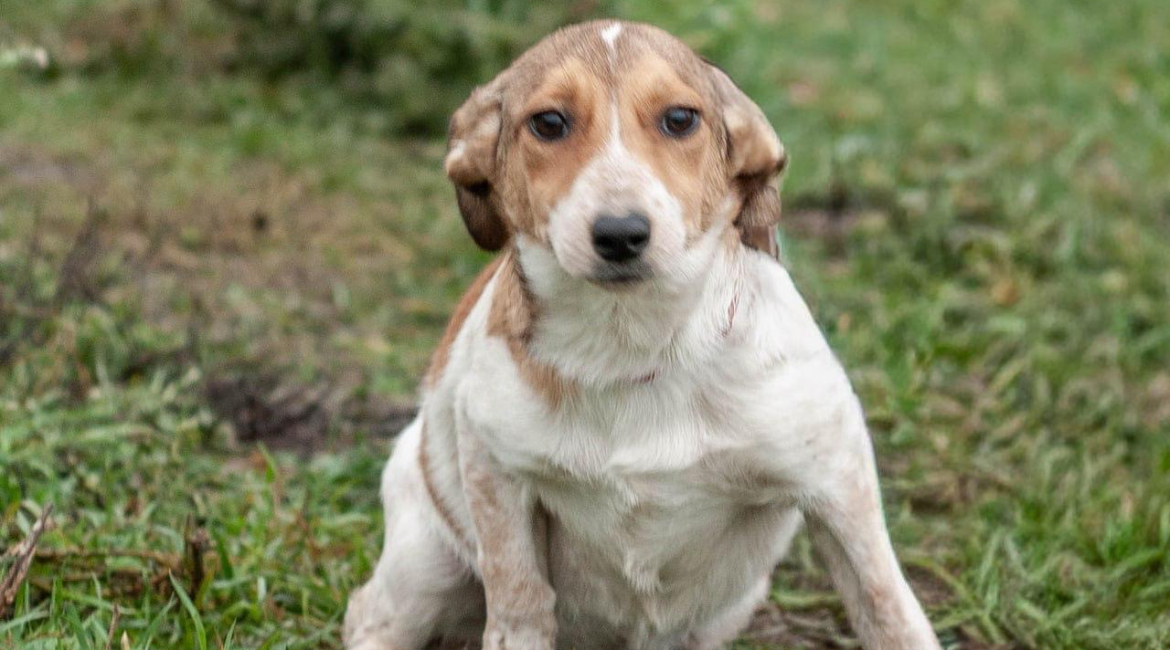 Chiens à adopter